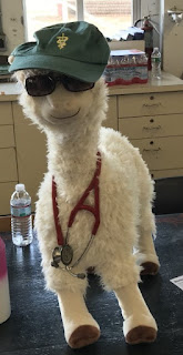 Picture of stuffed alpaca named Dr. Pocky with stethoscope