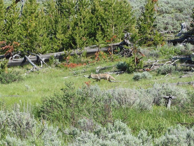 Coyote Hunting In Yellowstone National Park