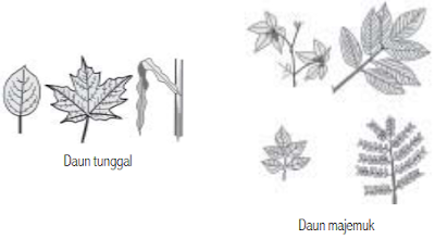 Organ & Sistem Organ : Pengertian, Jenis/Macam, Fungsi, dan lengkap dengan Contoh + Gambar