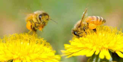 Bees are considered the world’s most important creatures to exist and could be the reason we are all alive.