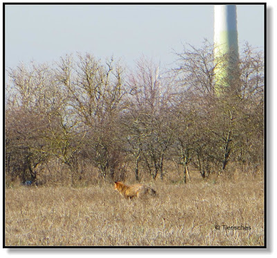 Fuchs beobachten