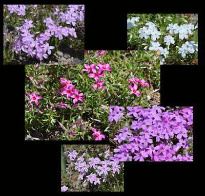 phlox colours