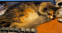 A calico cat sleeping by a computer keyboard.
