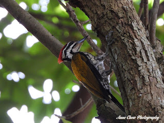 Male Common Flameback Woodpecker at Botanic Gardens in Singapore