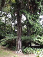 Drooping conifer branches - Pukekura Park, New Plymouth, New Zealand