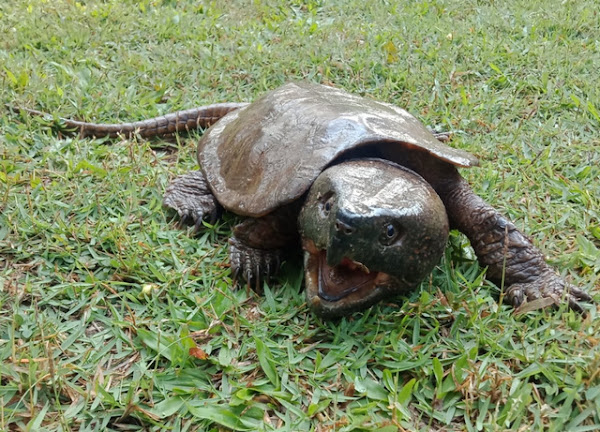 Platysternon megacephalum, Big-headed Turtle, เต่าปูลู