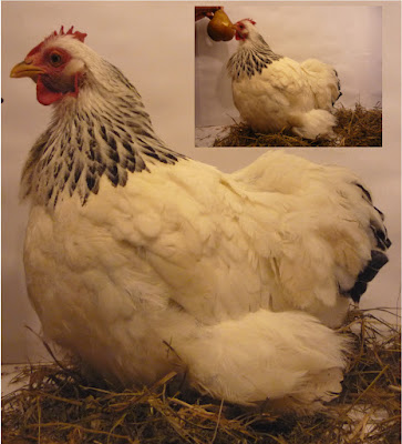  DIY chicken-shaped organic heat pad