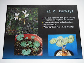  Pelargonium Barklyl description