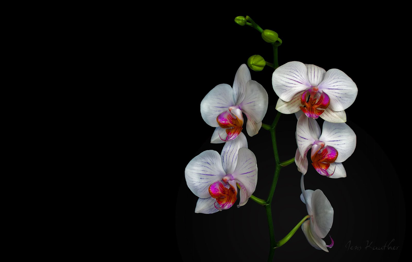 White Orchid Desktop Wallpaper