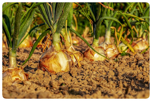 Post-Harvest Technology