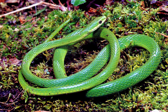 snake,animalia,chordata,reptilia,Squamata,Varanoidea,Serpentes