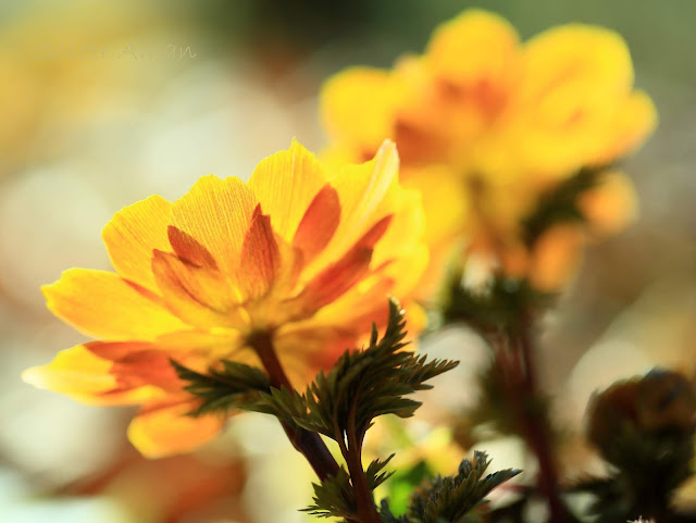 Adonis multiflola