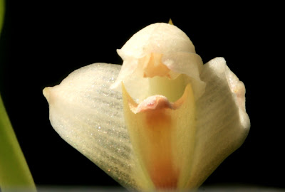 Maxillaria ramonensis - San Ramon Maxillaria care