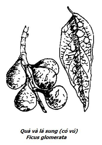 Hình vẽ quả và lá Cây Sung - Ficus glomerata - Nguyên liệu làm thuốc Chữa Tê Thấp và Đau Nhức