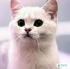 Cute Cat Pic Download - Cat Image Download 2023 - biraler pic - NeotericIT.com - Image no 6