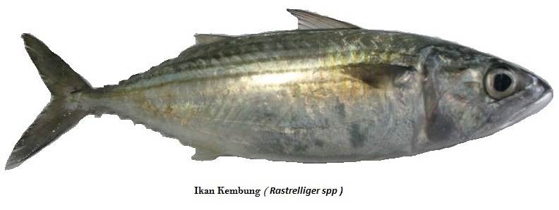 Ikan Kembung (Rastrelliger Spp) - Biota Dunia Perairan