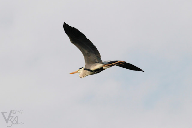 Grey Heron caught in flight
