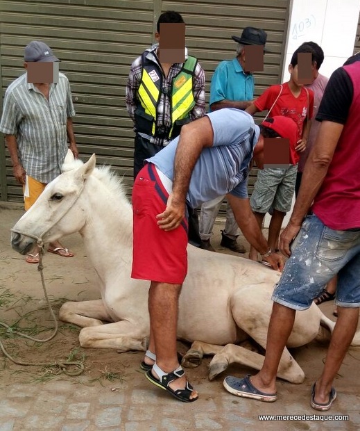 Veículo atropela cavalo e idoso em Santa Cruz. Animal precisou ser sacrificado