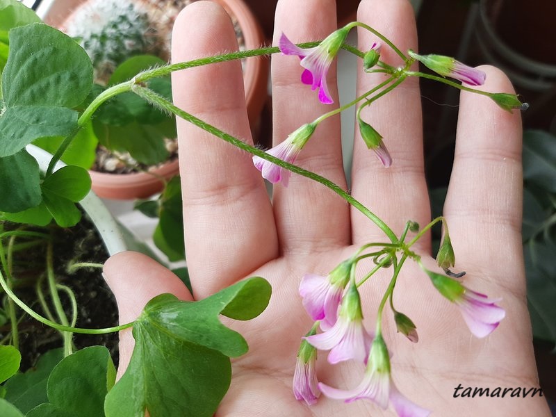 Кислица слабая / Кислица щитковидная (Oxalis debilis, =Oxalis corymbosa)