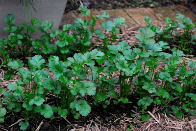 Coriander oil could be used to cure food poisoning & superbugs