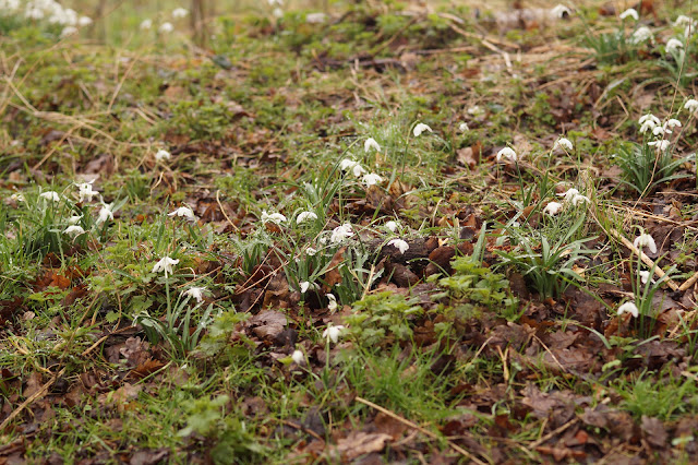 snowdrops in spring