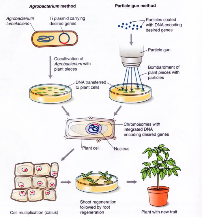 DNA cloning