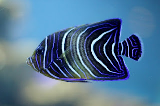 Zebra angelfish