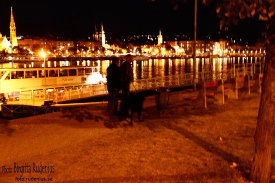 attack_20111010_dog