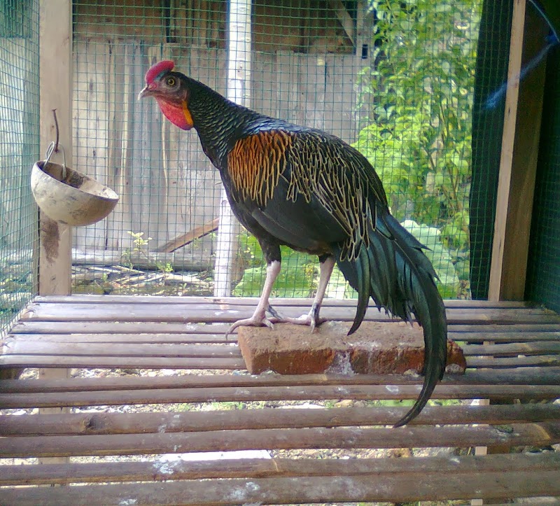 Trend Masa Kini 18+ Ayam Hutan Hijau