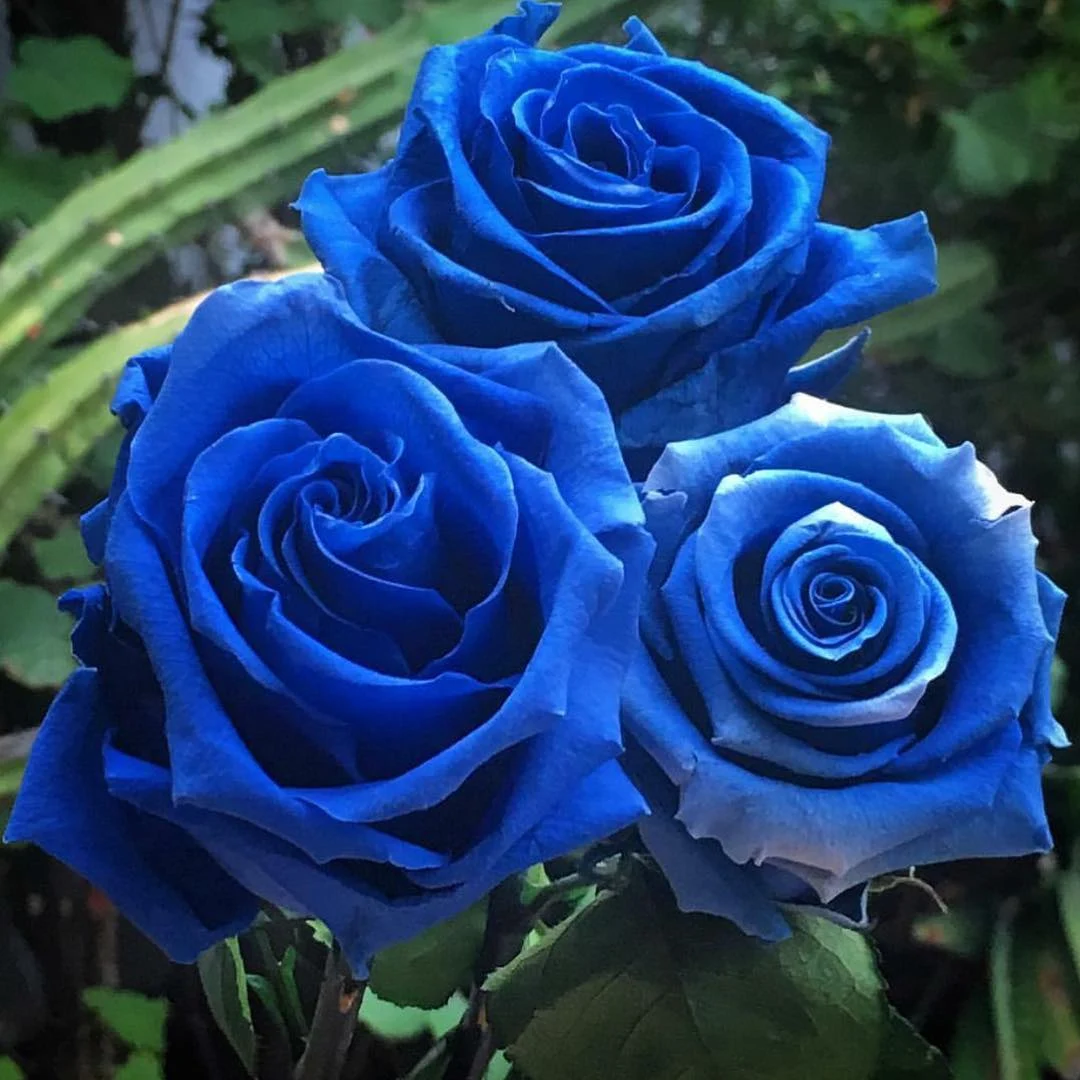 Picture of blue rose flower - Pictures of 20 colored roses - Pictures of 20 colored roses - NeotericIT.com