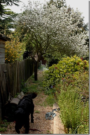 garden 087