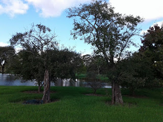 Two old pear trees at the Maguire's old farm, farquharmacrae.blogspot.com