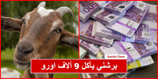 في تونس  : “ برشني ” يأكل 9ألاف اورو