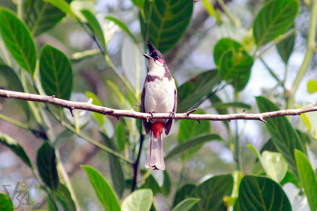 Red Whiskered Bulbul