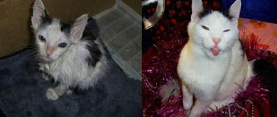 Before and After Animal Rescue Seen On lolpicturegallery.blogspot.com