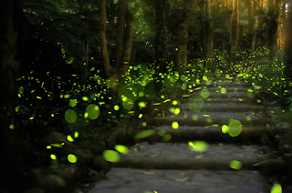Firefly pathway