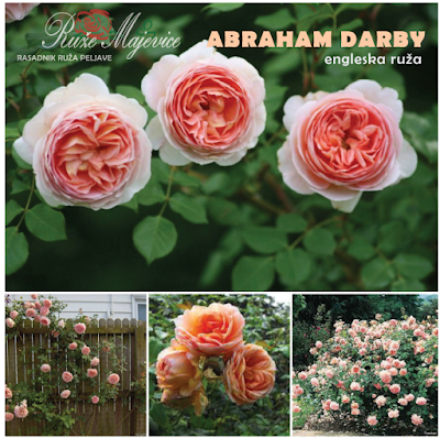 ABRAHAM DARBI - Abraham Darby Roze ruža. Engleska ruža