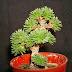 Miniature Joshua Tree - Sedum Multiceps