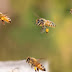 ΣΩΖΟΝΤΑΣ τις μέλισσες από την ξηρασία