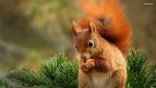 Squirrel Wallpaper