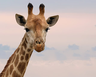 8 Interesting Facts About Giraffes