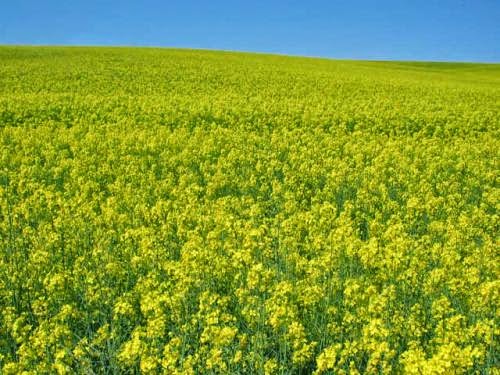 Advantages And Disadvantages Of Biofuel