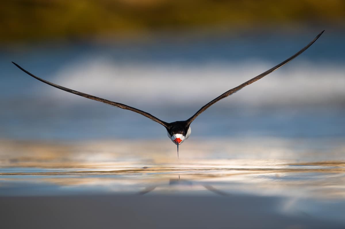 Mind-Blowing Pictures - Winners Of The 2019 Bird Photographer Of The Year Contest