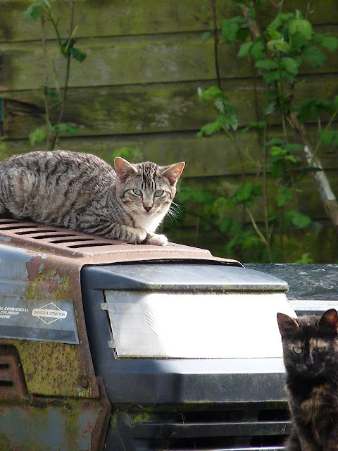 tractor cats, feral farm cats