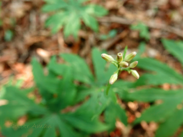 Syneilesis palmata