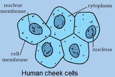 Plant Cell For Class 8 : How to draw PLANT CELL for class (9 to 12) / Step by step ... - When a living plant cell loses water placed in hypertonic solution, the plant cell shrinks away from the cell wall.