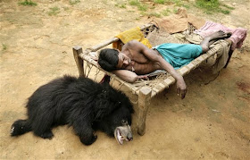 Sloth bear pet in India, sleeping Buddu