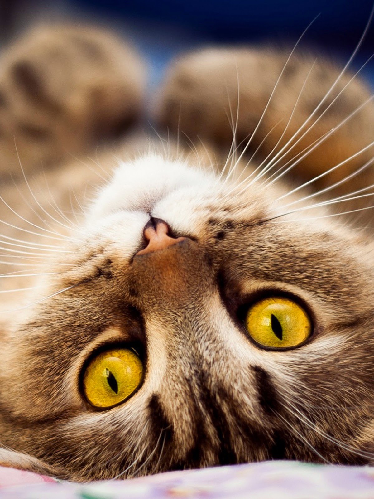 Gambar Anak Kucing Lucu Banget Terlengkap DPMenarik