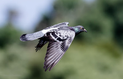 Pigeon in Flight - Table Bay Nature Reserve