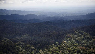 Hutan Hujan Tropis Sumatera